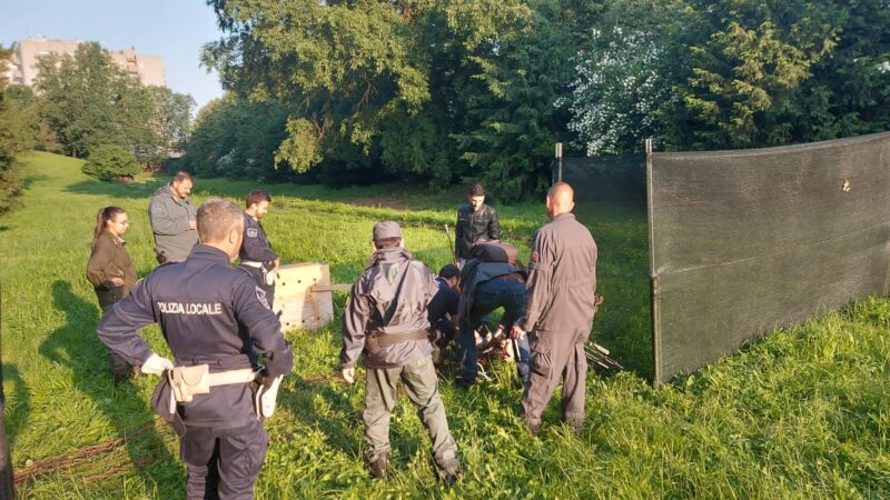 Salvato dalla Polizia Provinciale il capriolo intrappolato nella Fossa di Abbiategrasso