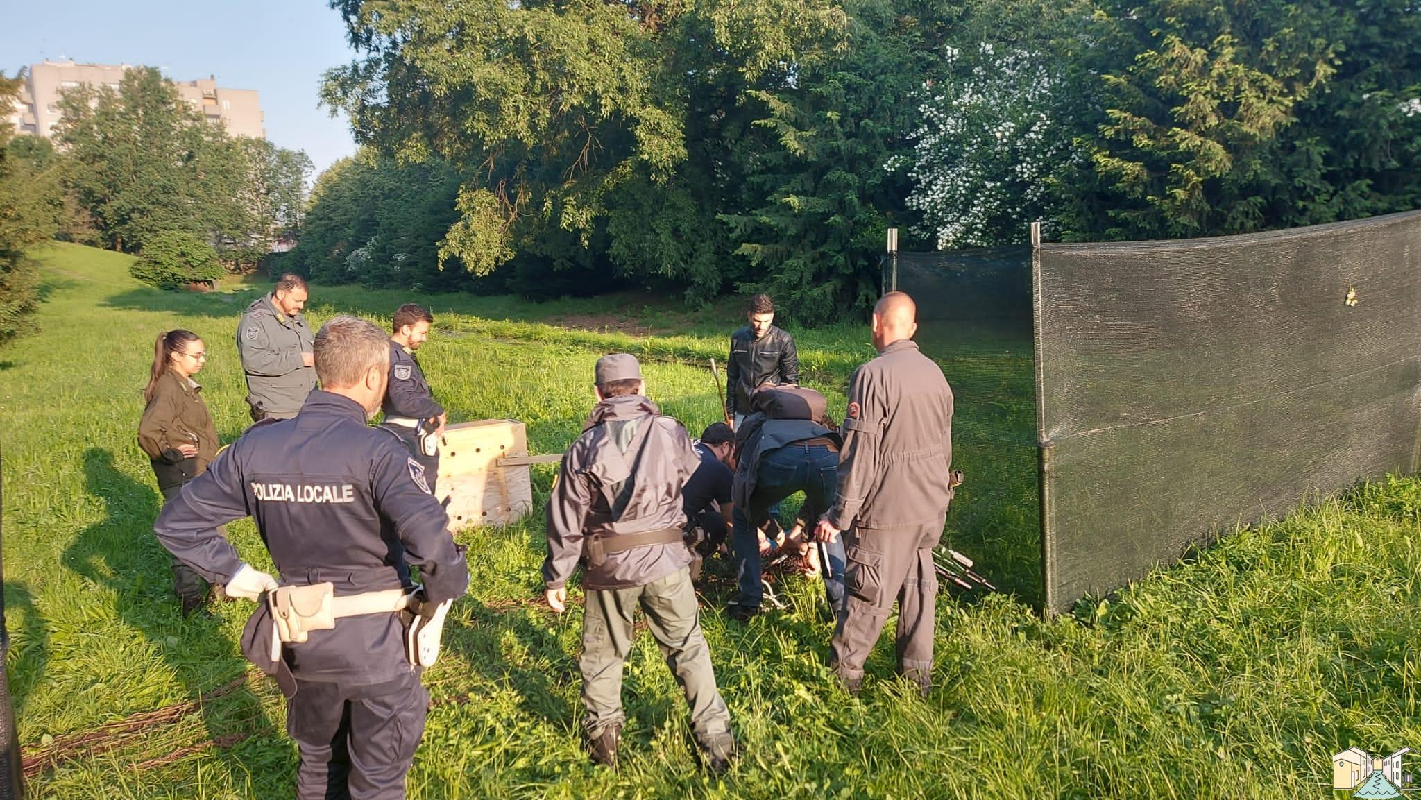 Salvato dalla Polizia Provinciale il capriolo intrappolato nella Fossa di Abbiategrasso