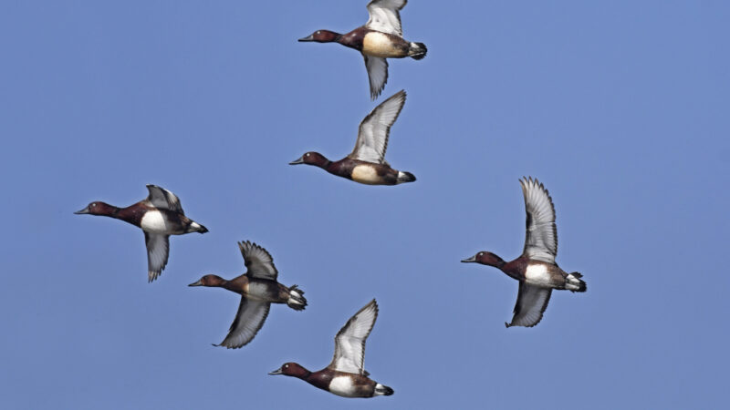 Parco del Ticino, Mo.Mi.T. Green & Blue: al via il monitoraggio delle migrazioni di fauna acquatica e terrestre