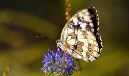 La farfalla gelosa che imparò la lezione