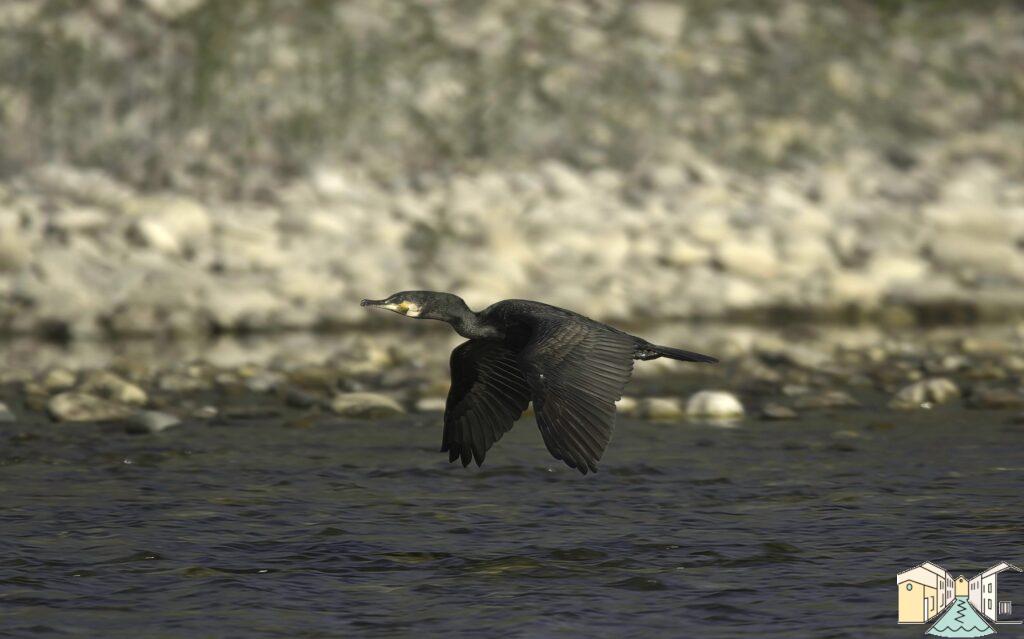 Cormorano che vola.