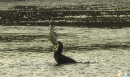 Il Cormorano mangione