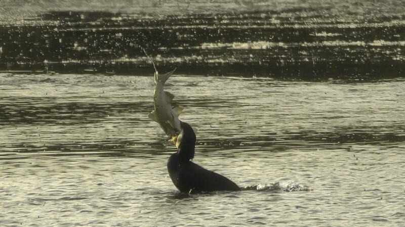 Il Cormorano mangione