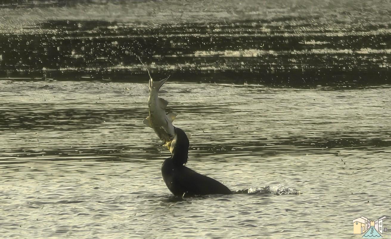 Il Cormorano mangione