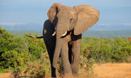 Giornata Mondiale dell’Elefante: Un Richiamo alla Protezione di una Specie in Pericolo