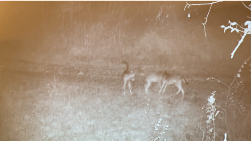 Prima cucciolata di lupi nel Parco del Ticino