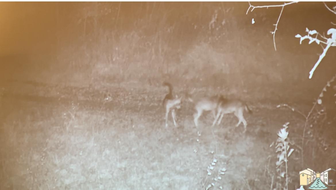 Prima cucciolata di lupi nel Parco del Ticino