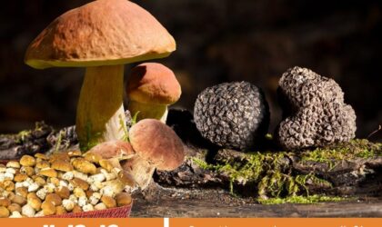 Sagra del fungo e del tartufo a Sant’Angelo Lodigiano