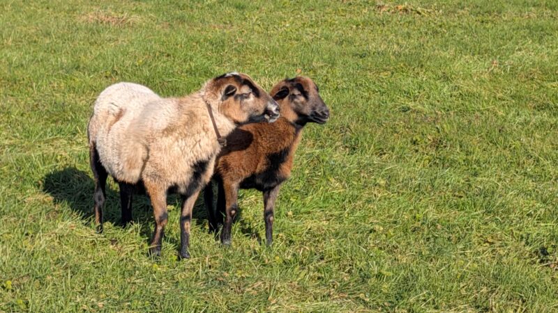 Mario, da 42 anni è a contatto con la natura, in compagnia di moglie e animali