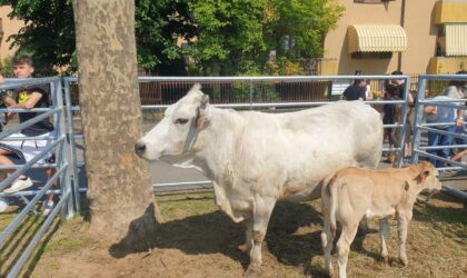 San Majolo a Robecco: le tradizioni, la mula, i ricordi di una volta